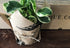 Marble Peperomia - Bosque