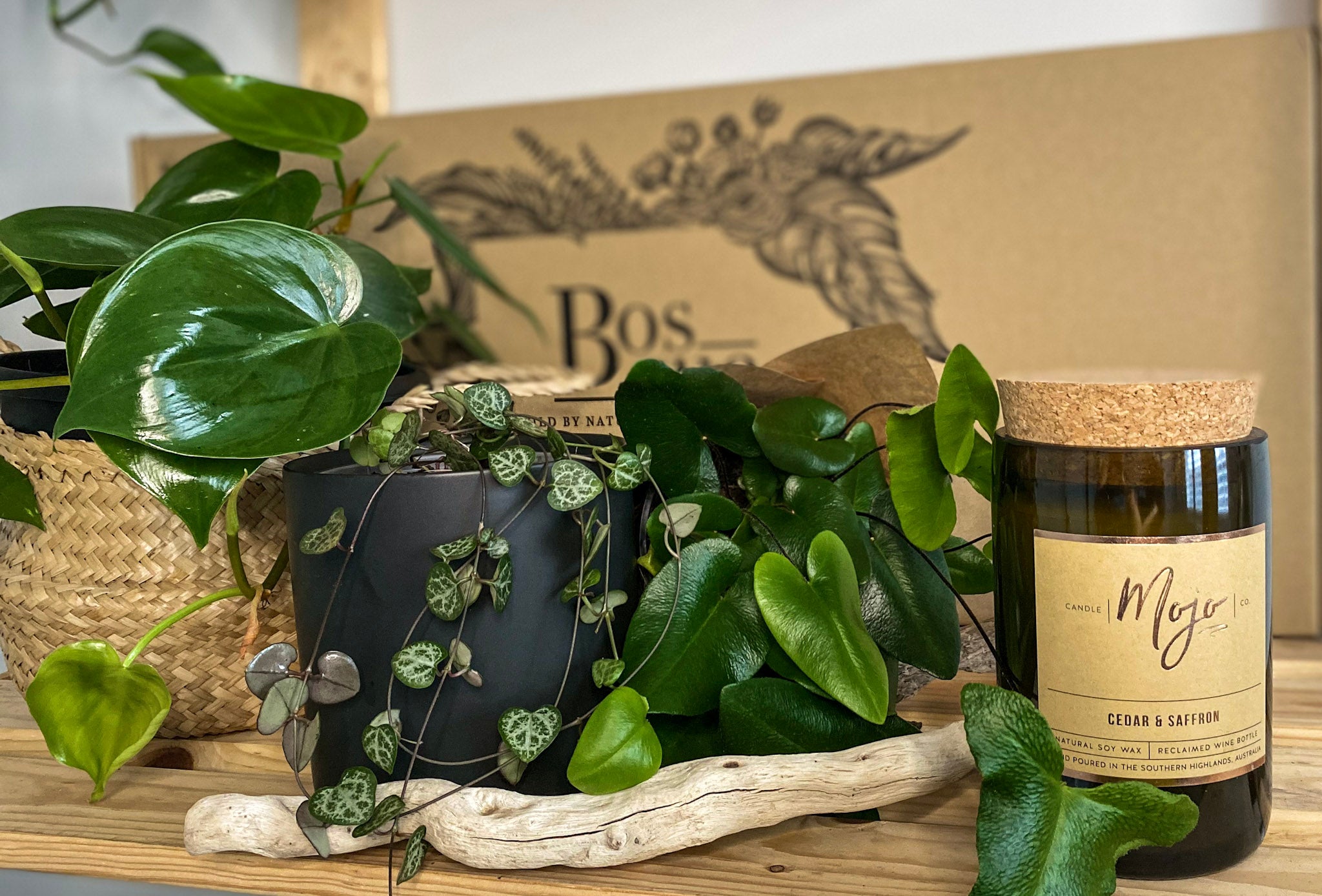 Christmas Plant & Mojo Candle Gift Bundle - Bosque