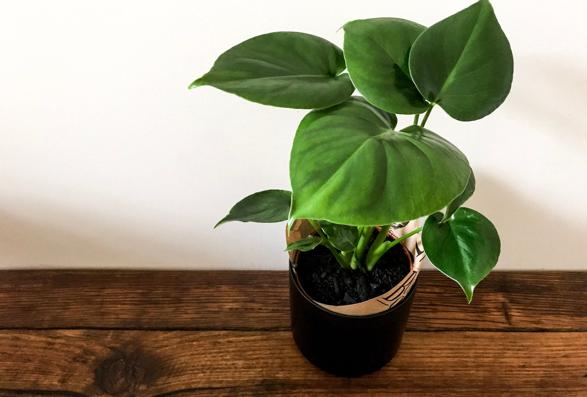 Baby Monstera Deliciosa - Bosque