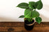 Baby Monstera Deliciosa - Bosque