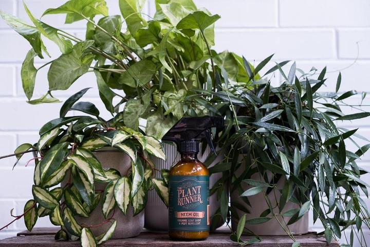 Neem Oil - Organic Leaf Shine - Bosque