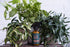 Neem Oil - Organic Leaf Shine - Bosque