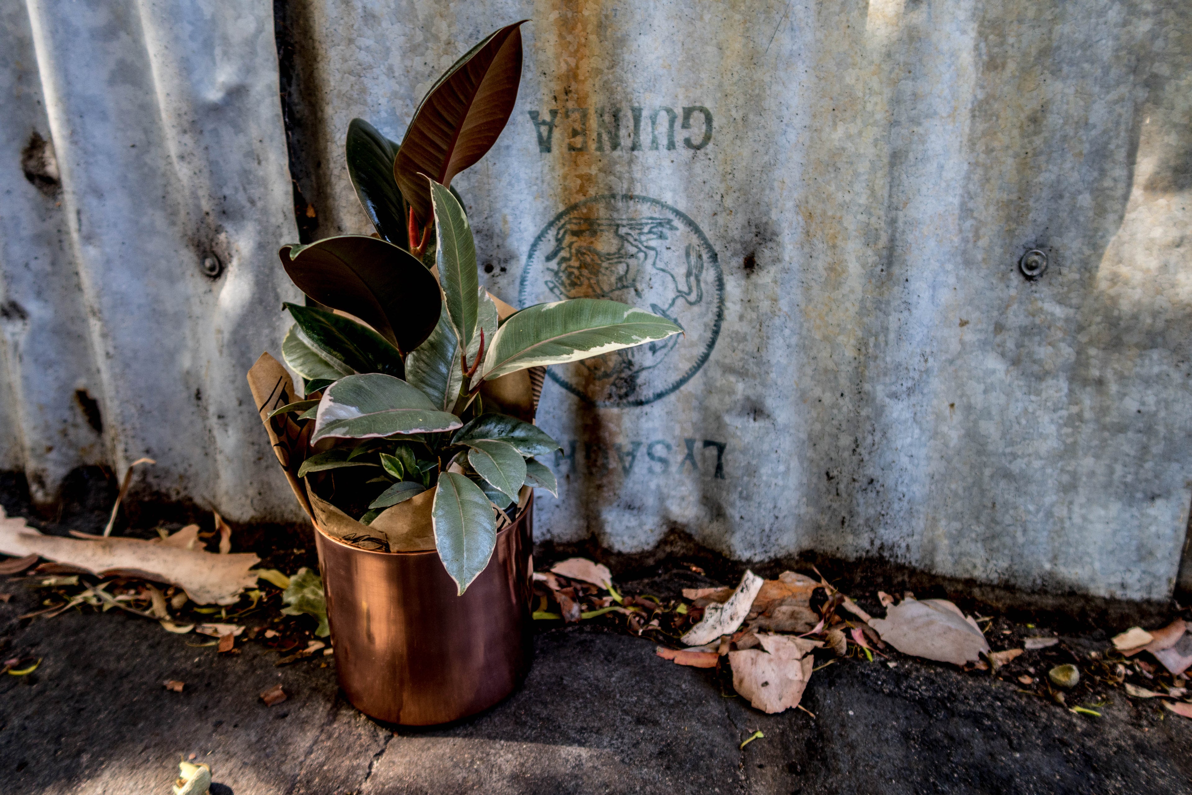 Ruby Variegated Ficus - Bosque