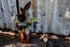 Ruby Variegated Ficus - Bosque