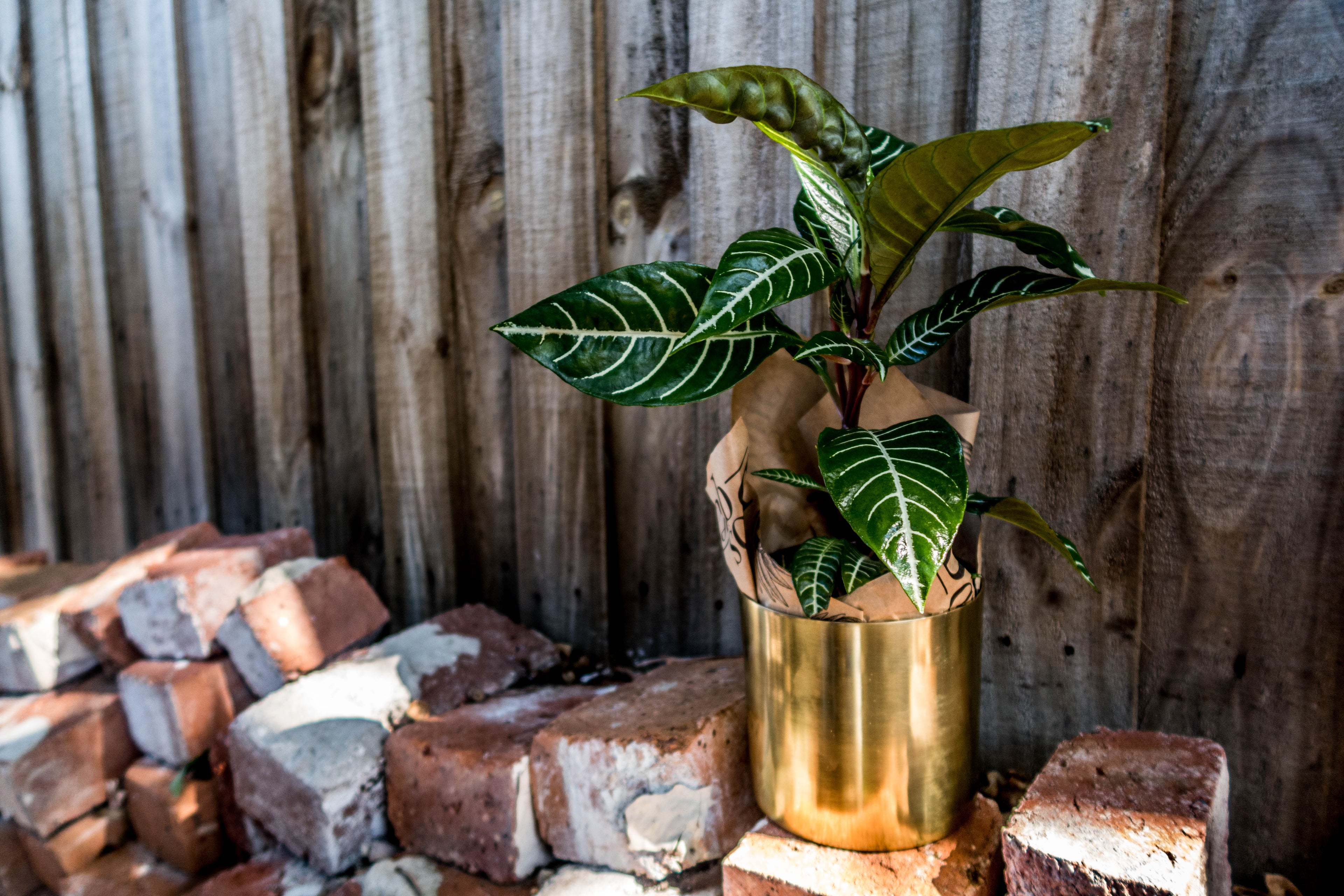 Box of Gold - Plant Gift Box - Bosque