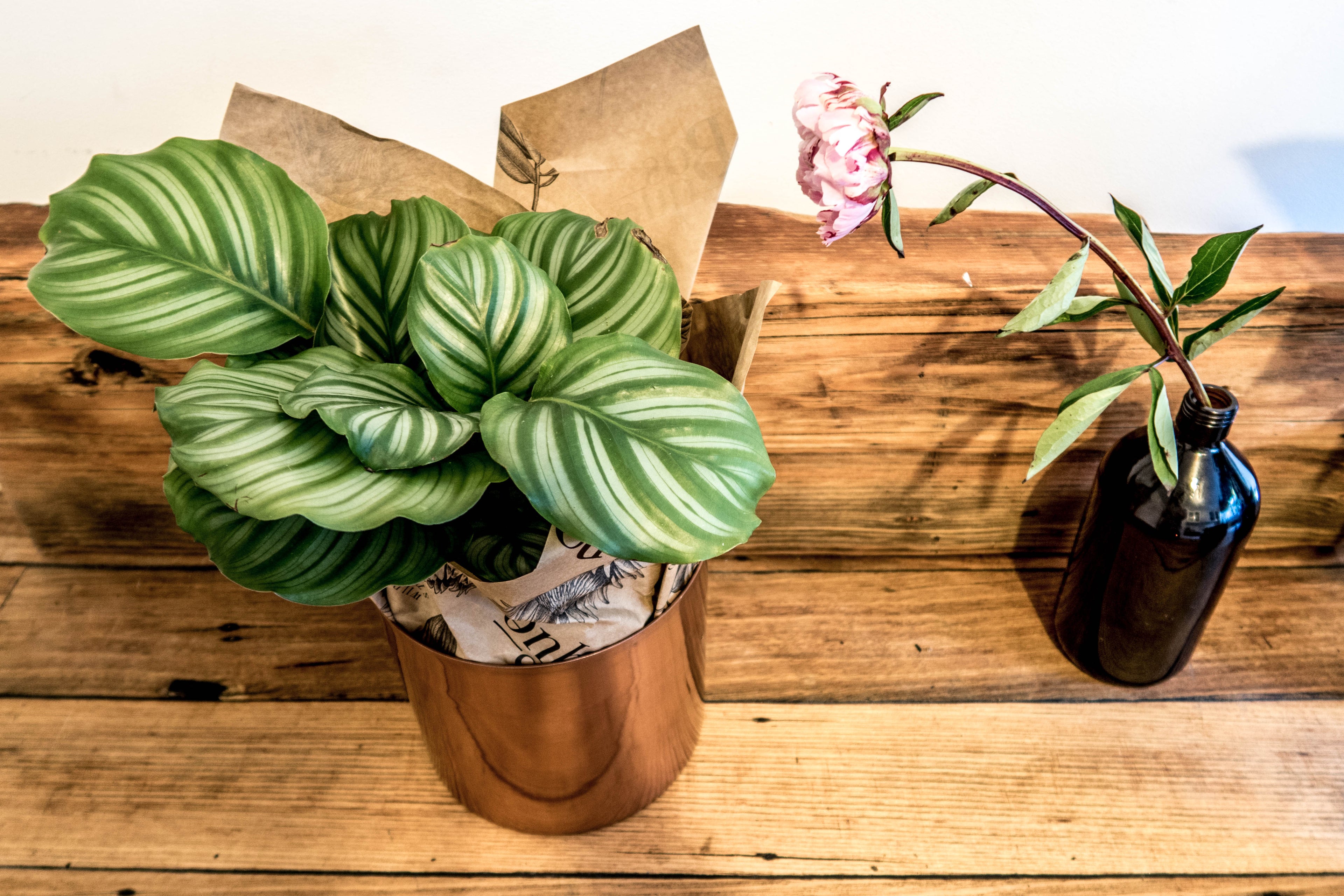 Calathea Orbifolia - Bosque