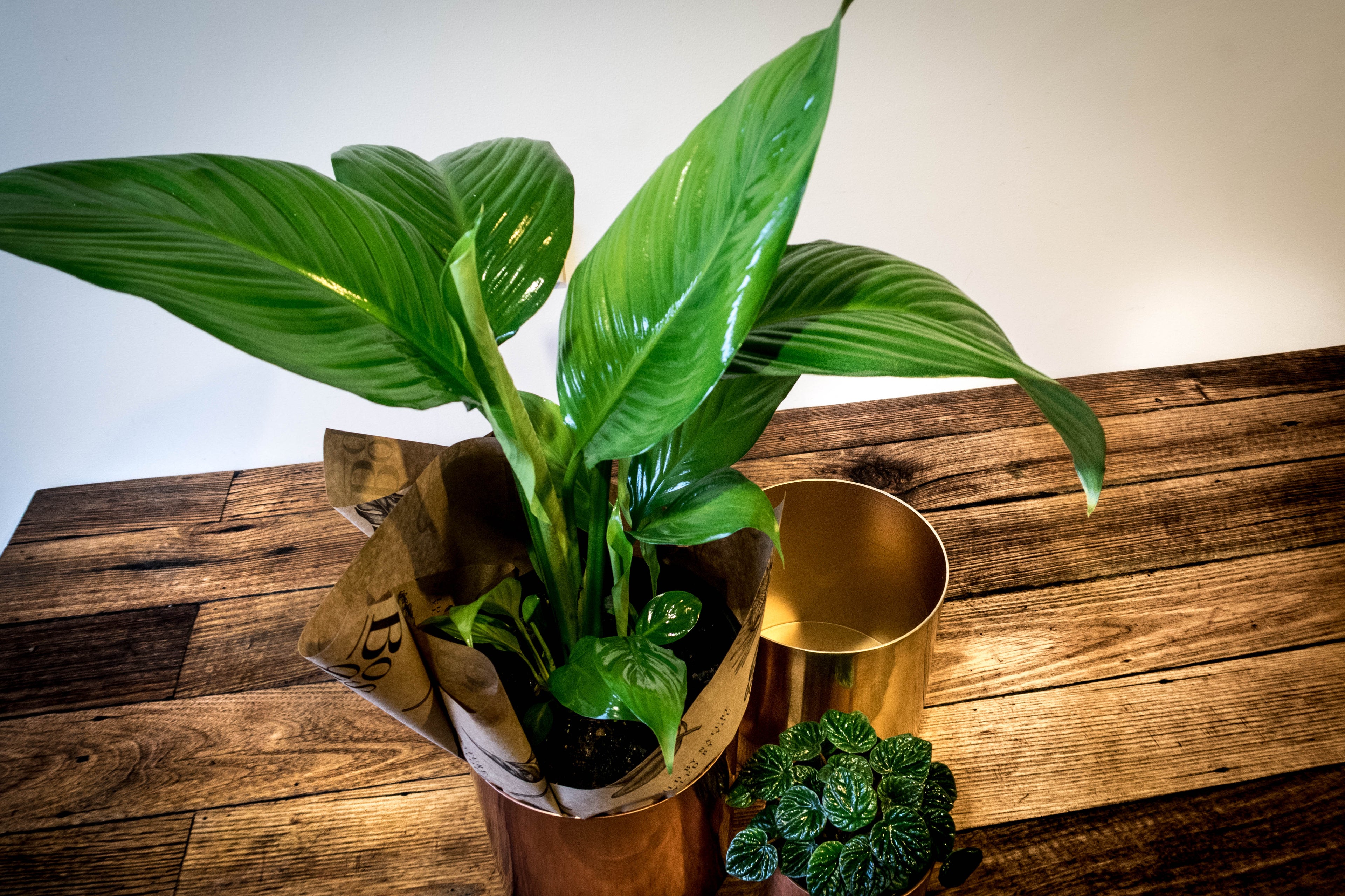 Peace Lily - Spathiphyllum - Bosque