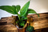 Peace Lily - Spathiphyllum - Bosque