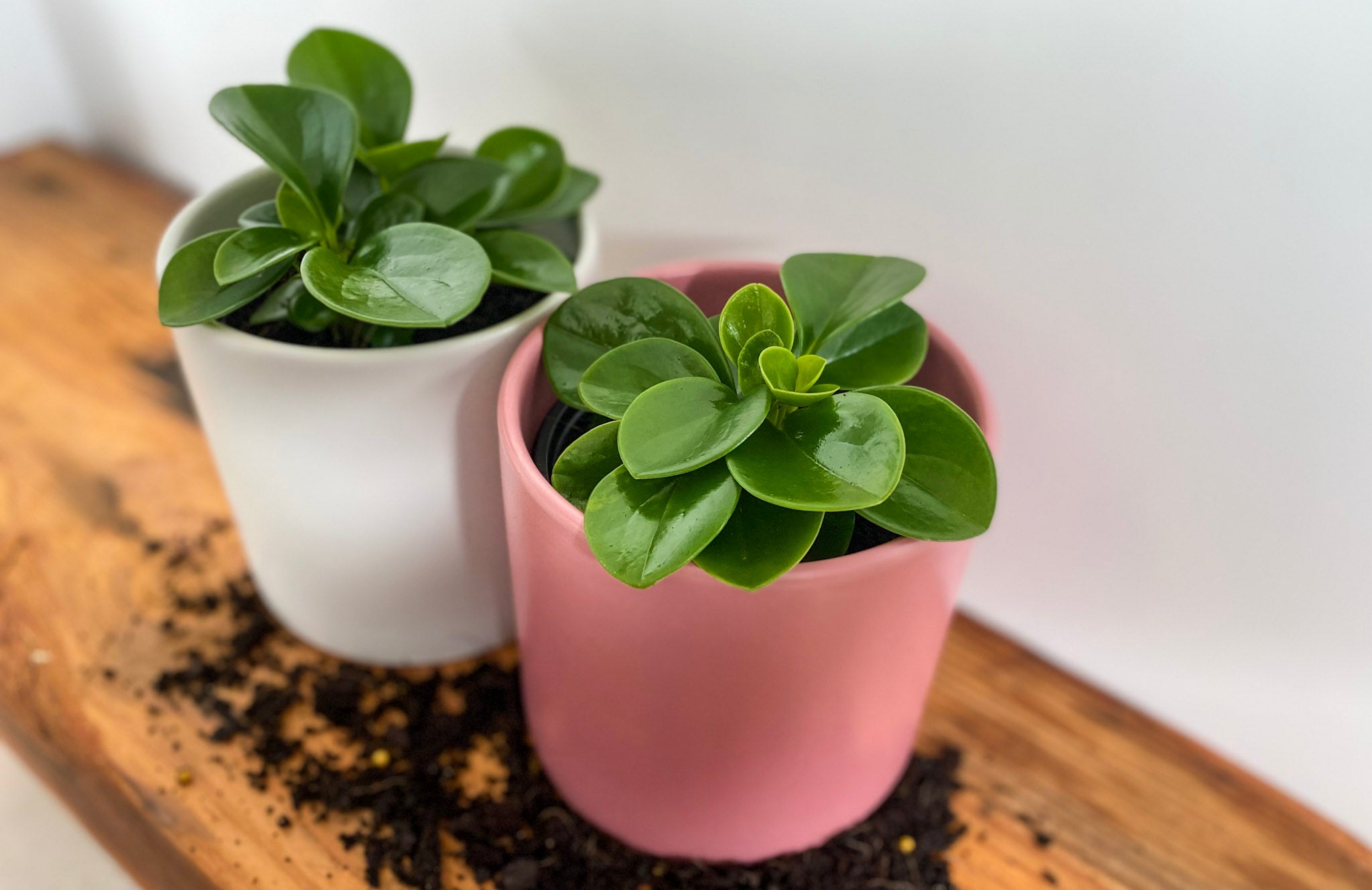 Peperomia - Bosque