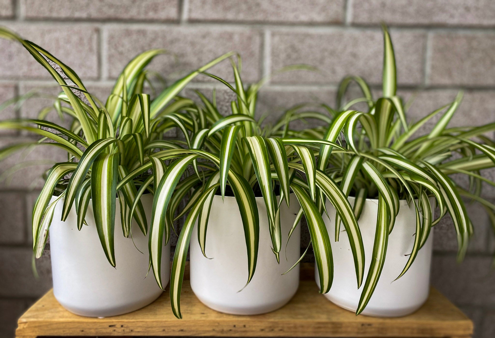 chlorophytum ribbon plant Spider Plant Indoor Plant Delivered – Bosque