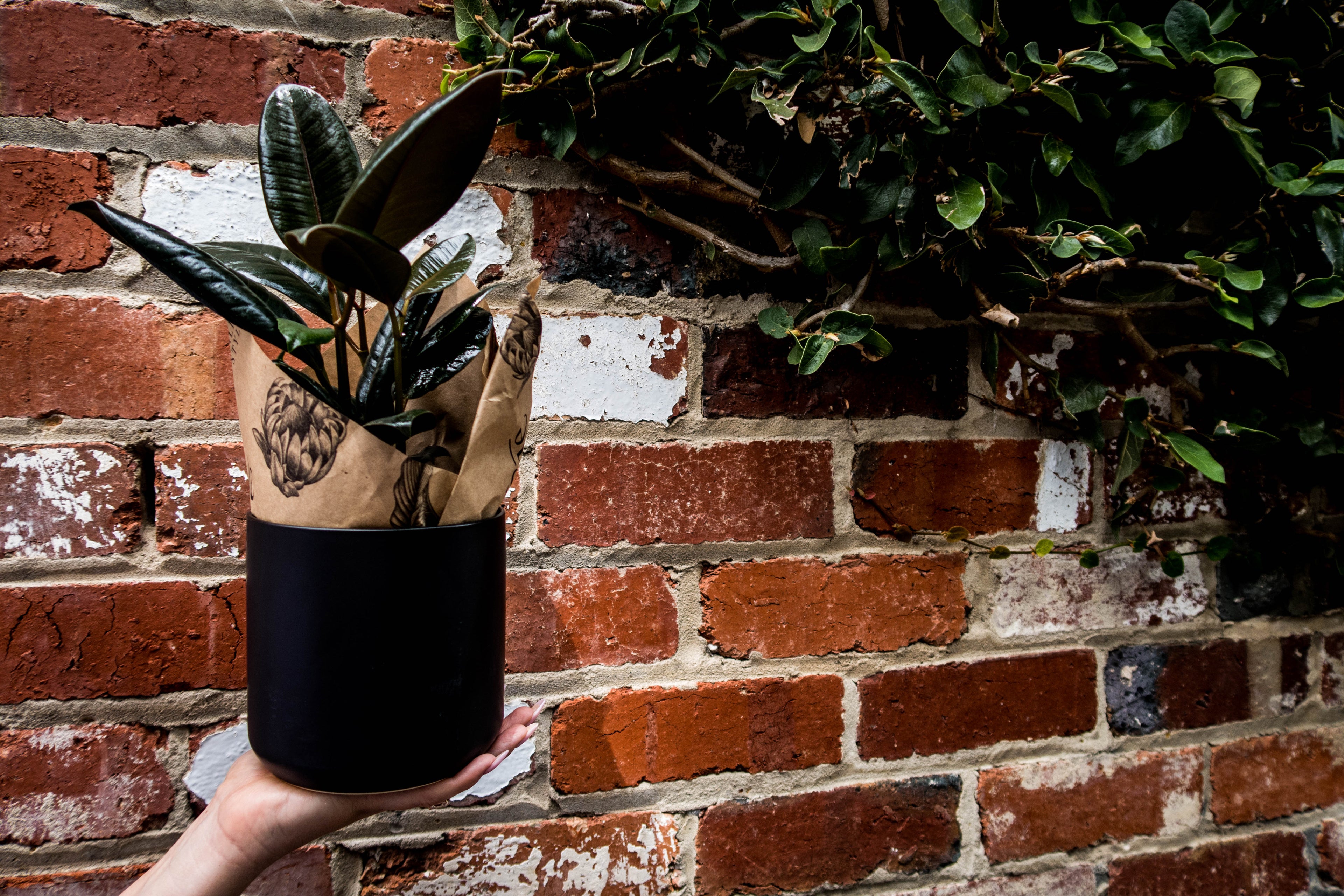 Ficus Small - Bosque