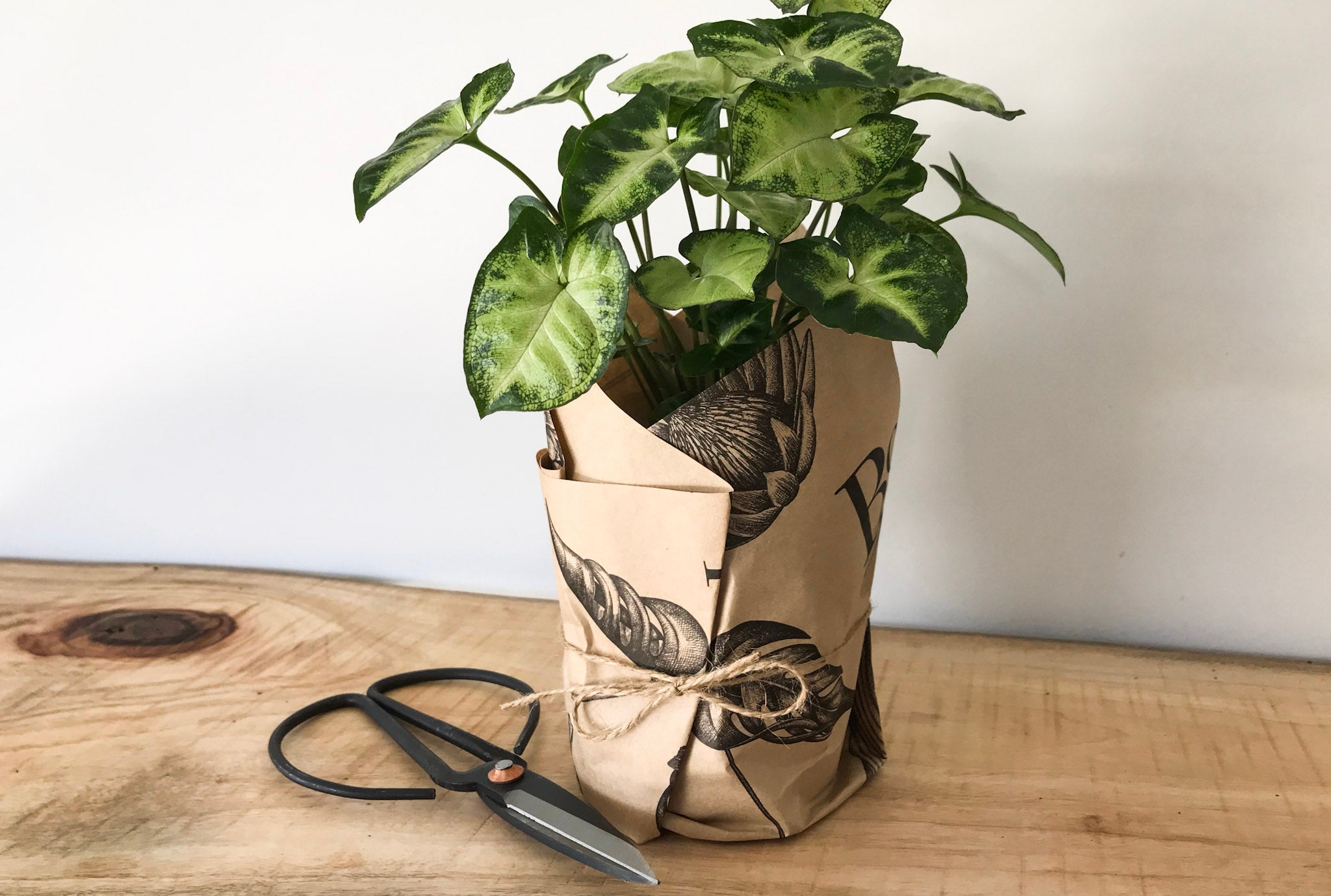 Syngonium - Arrowhead Plant - Bosque