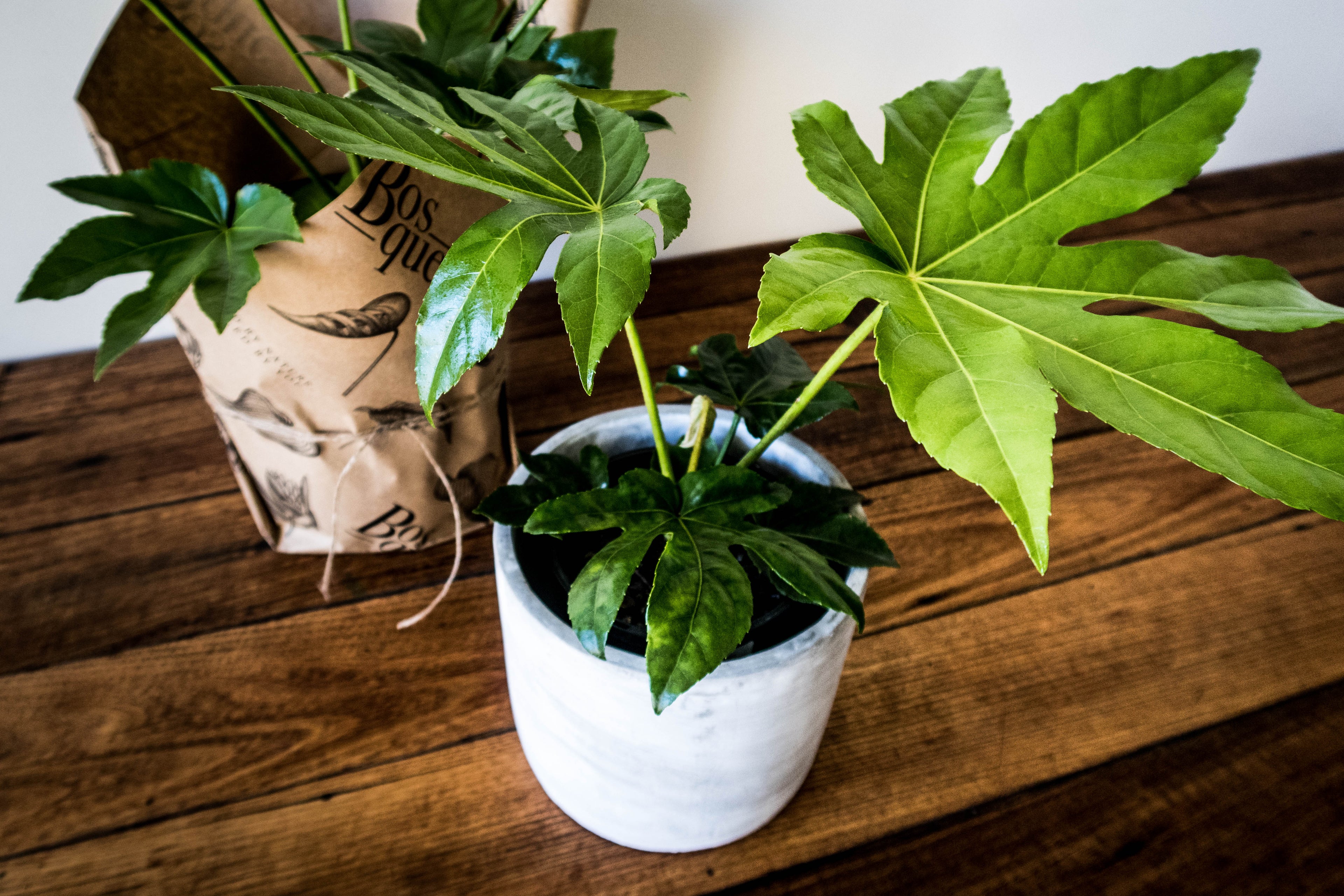 Spider Web Plant - Bosque