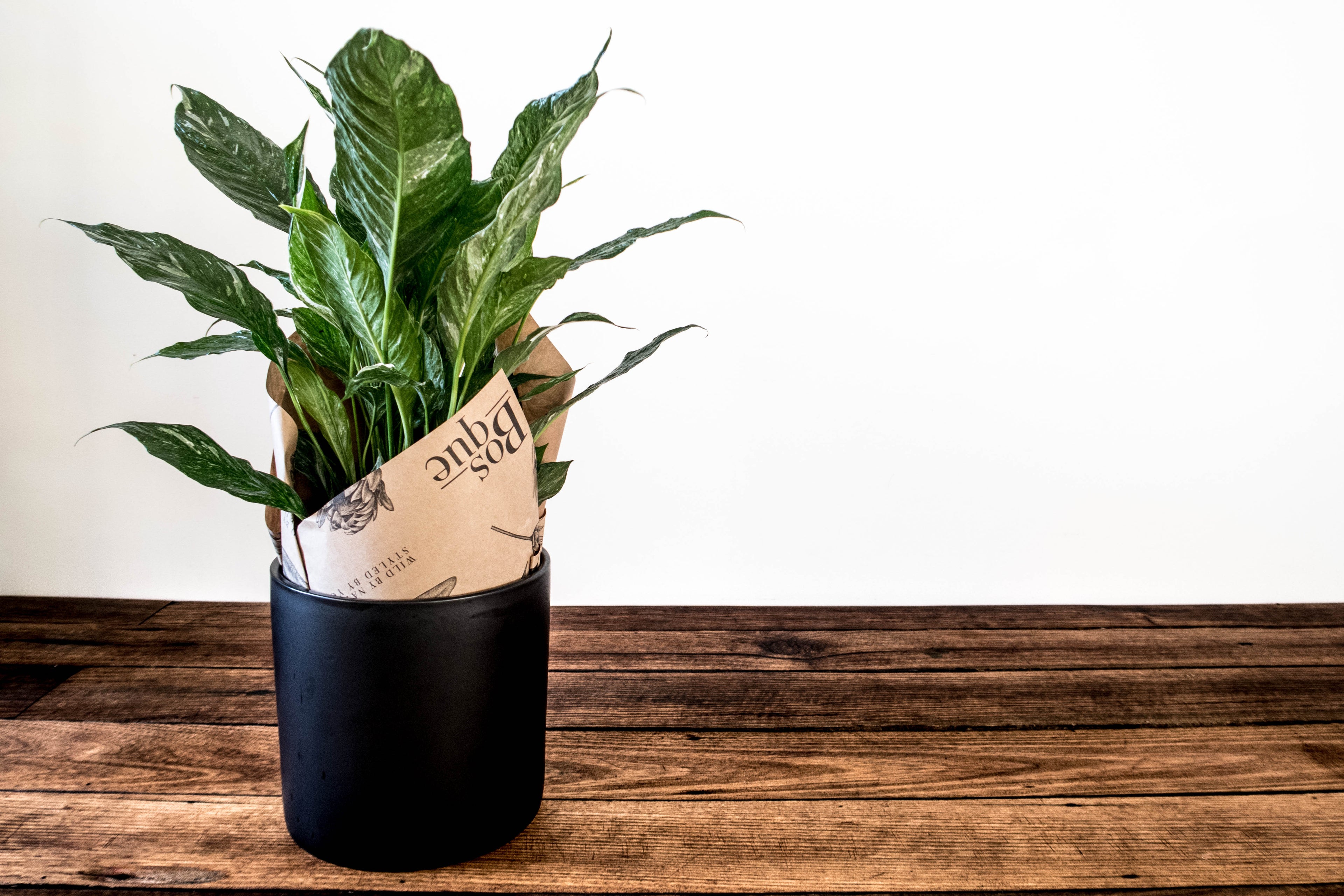 Variegated Peace Lily - Bosque