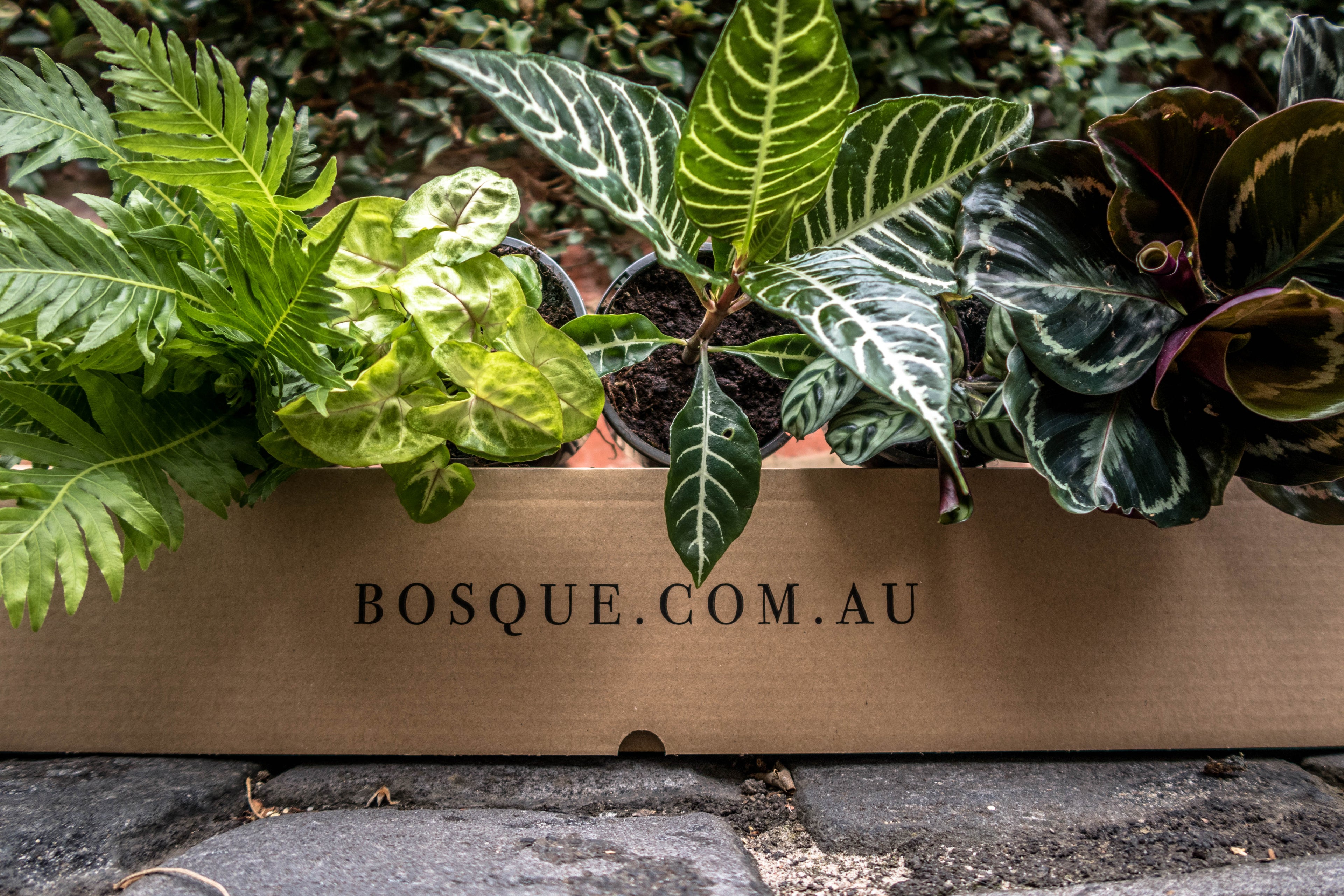 Five Plant Green House Box - Bosque
