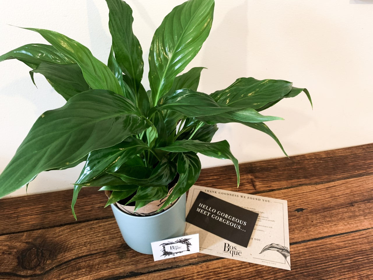 Peace Lily - Spathiphyllum - Bosque