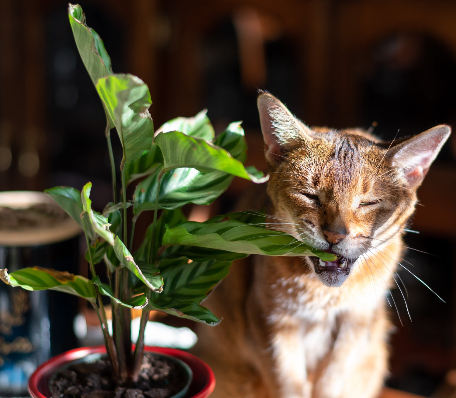 Pet-Friendly Plants: A quick guide