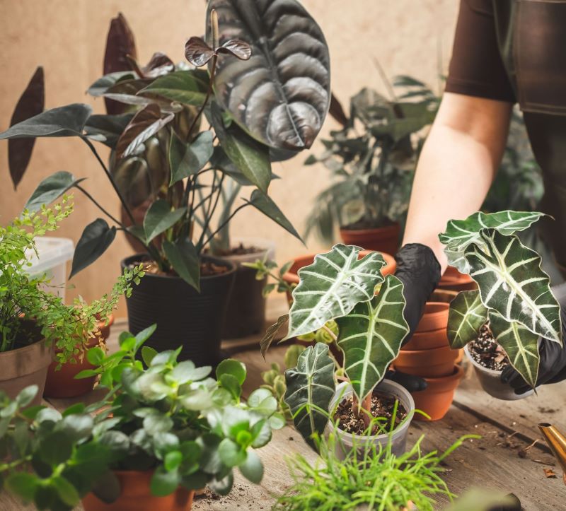 Alocasias