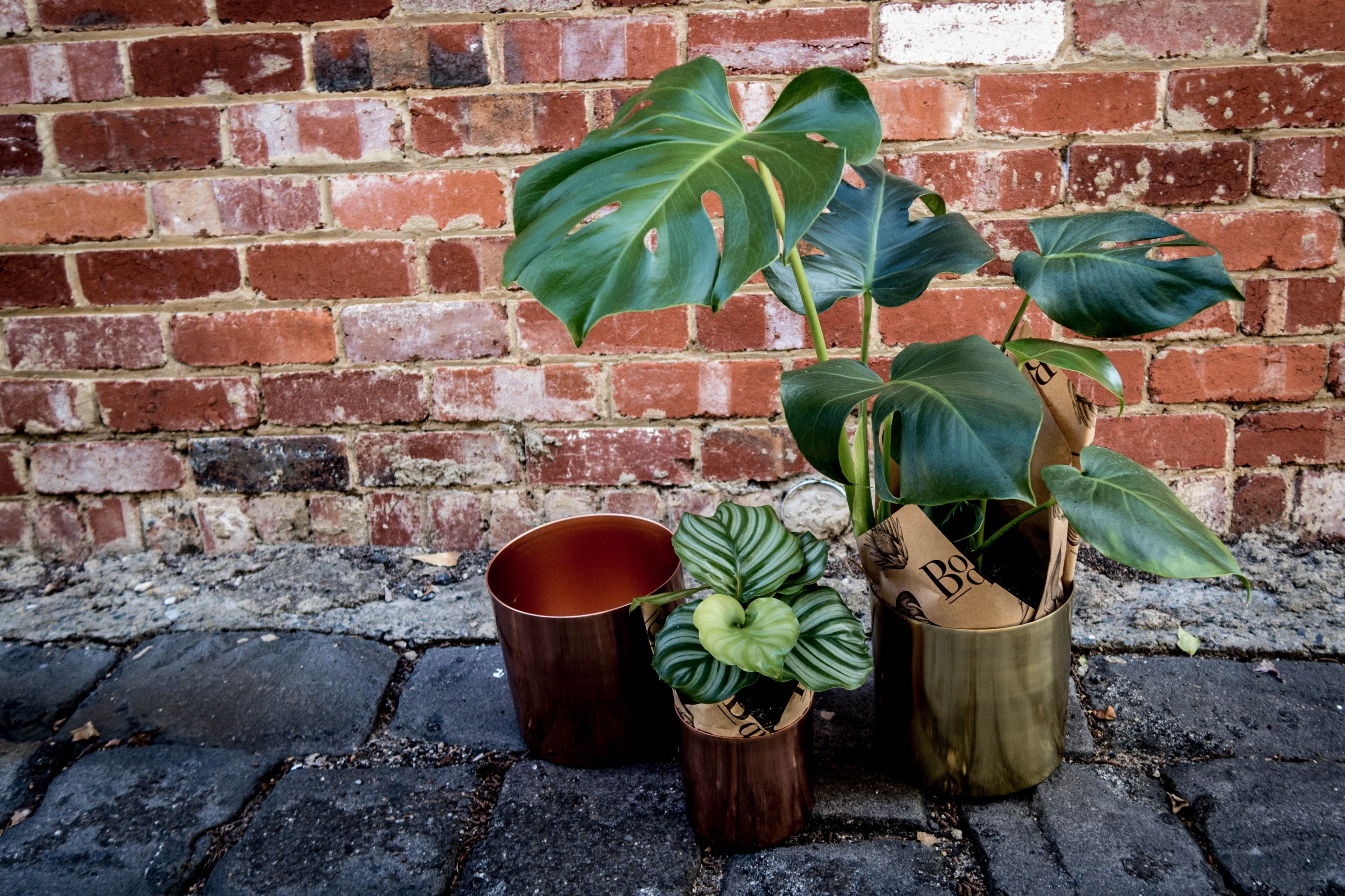 Indoor Plants