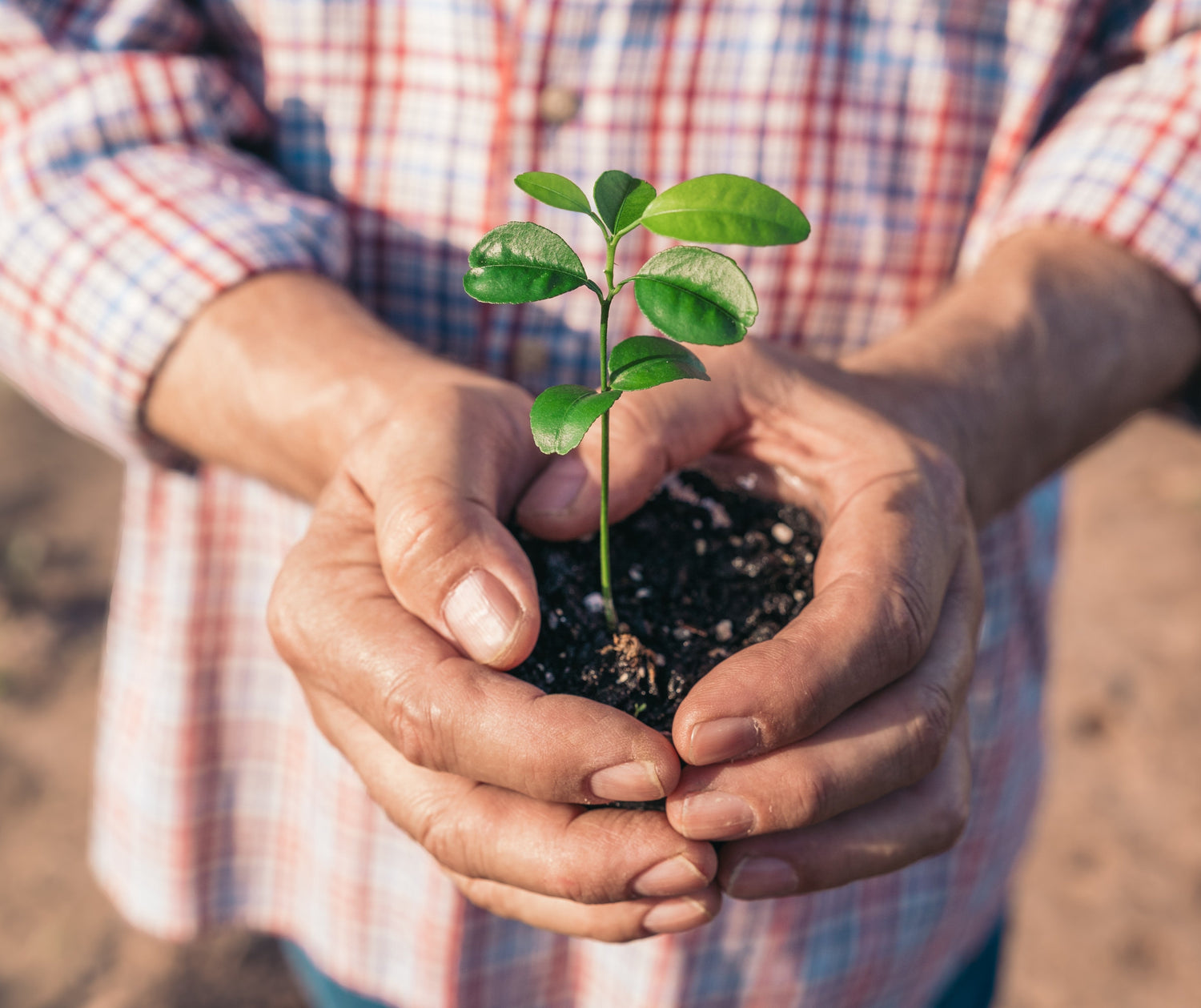 Plant Care