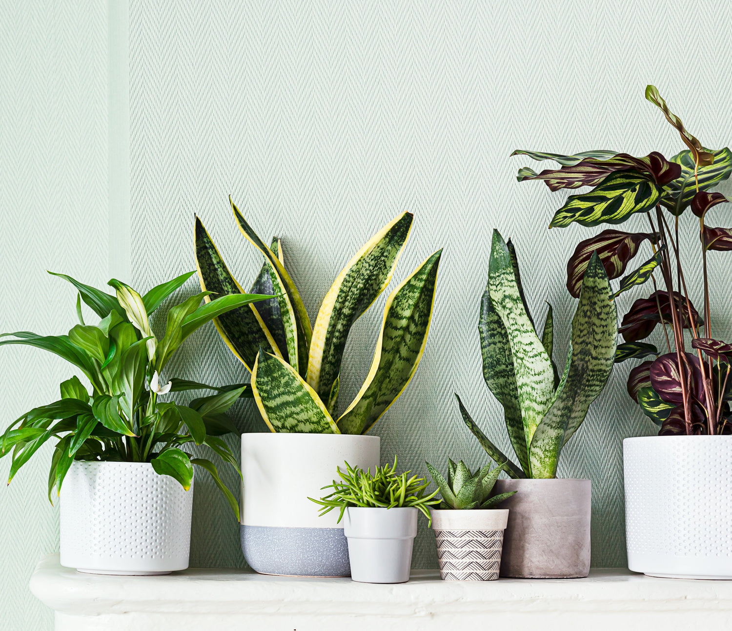 Indoor Planters