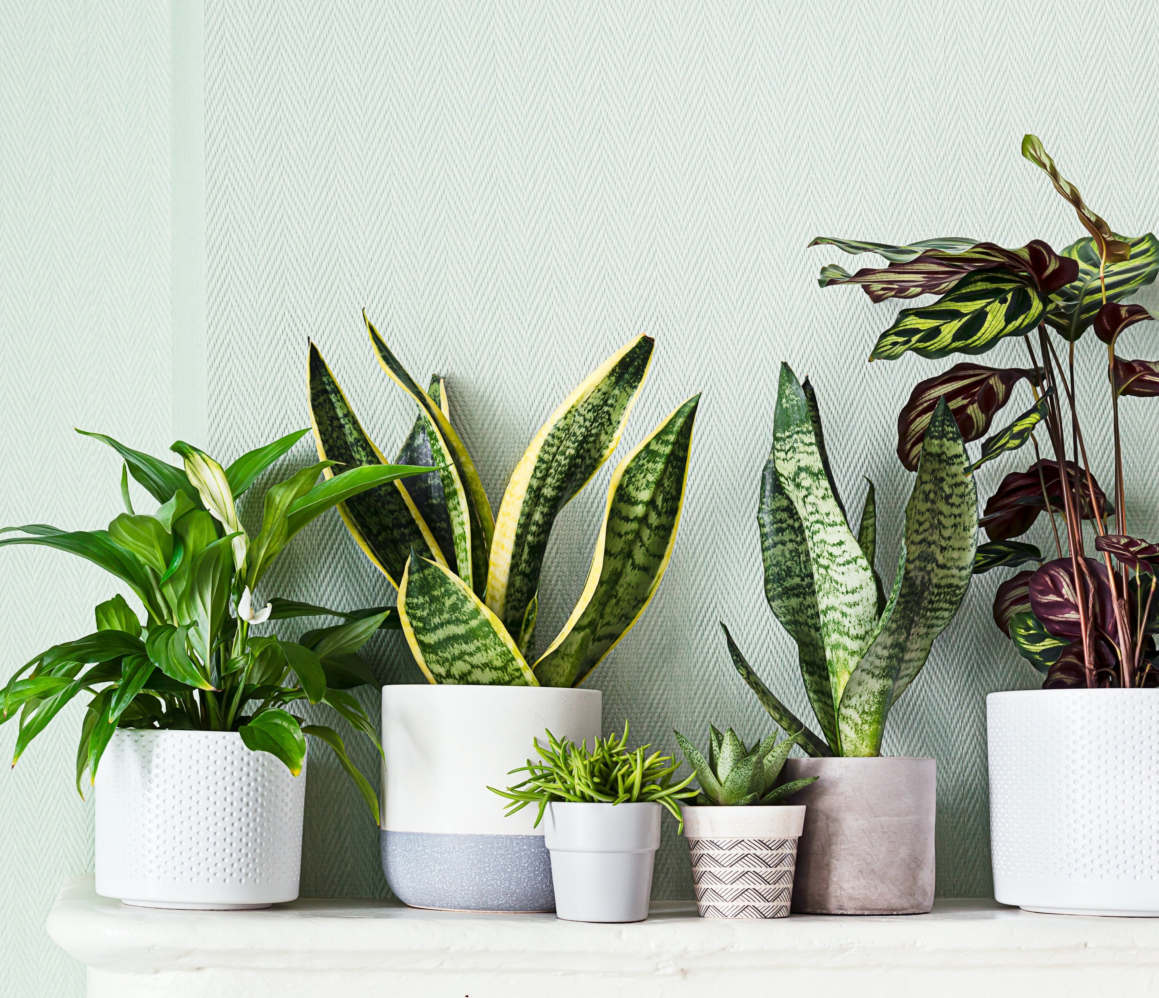 Indoor Planters