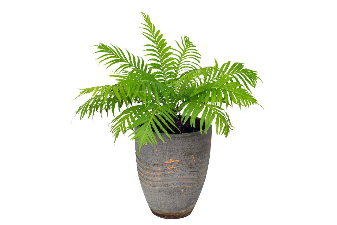 Blechnum &quot;Silver Lady&quot; - Bosque 