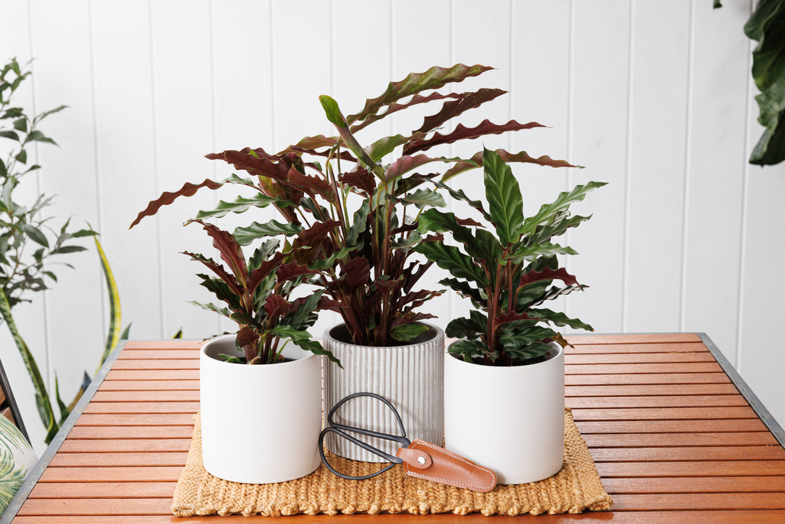 Calathea Rufibarba - Bosque