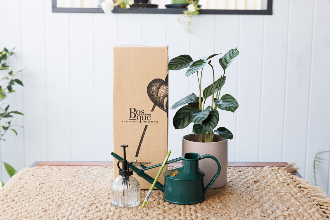 Watering Kit - Bosque 