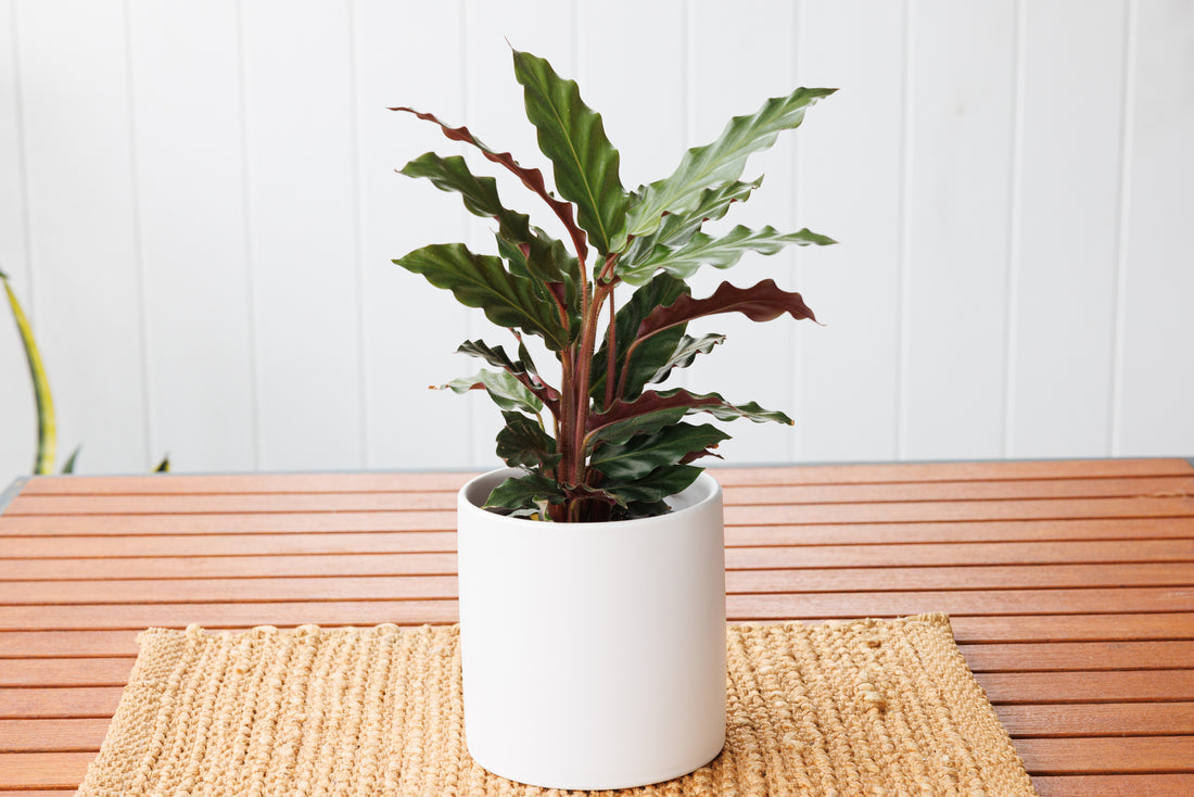 Calathea Rufibarba - Bosque