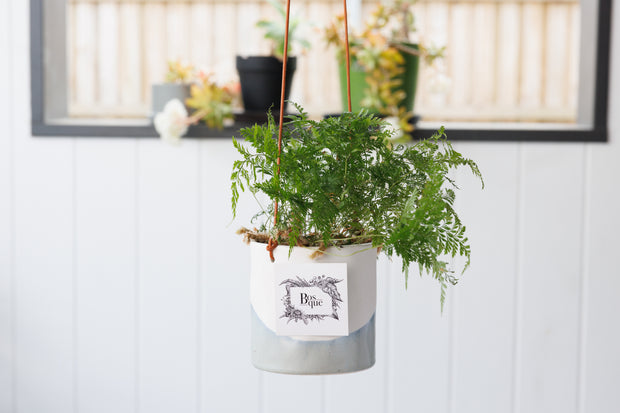 Dipped Blue Hanging Planter with Plant - Bosque 
