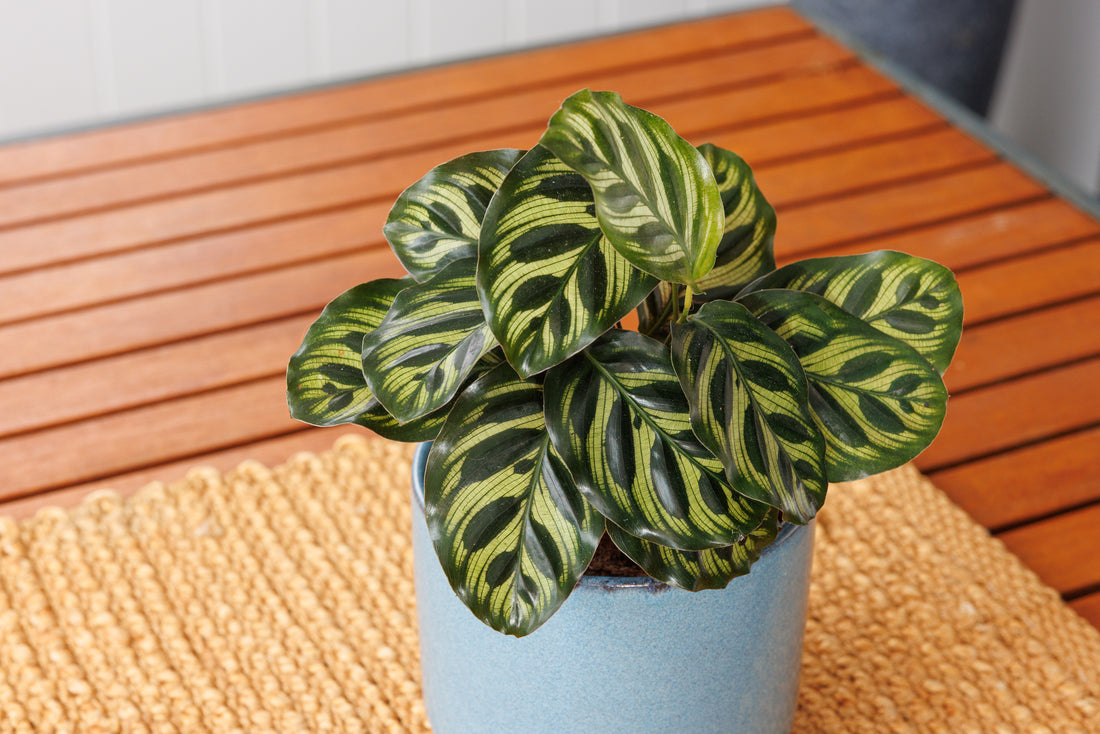 Calathea Makoyana - Bosque