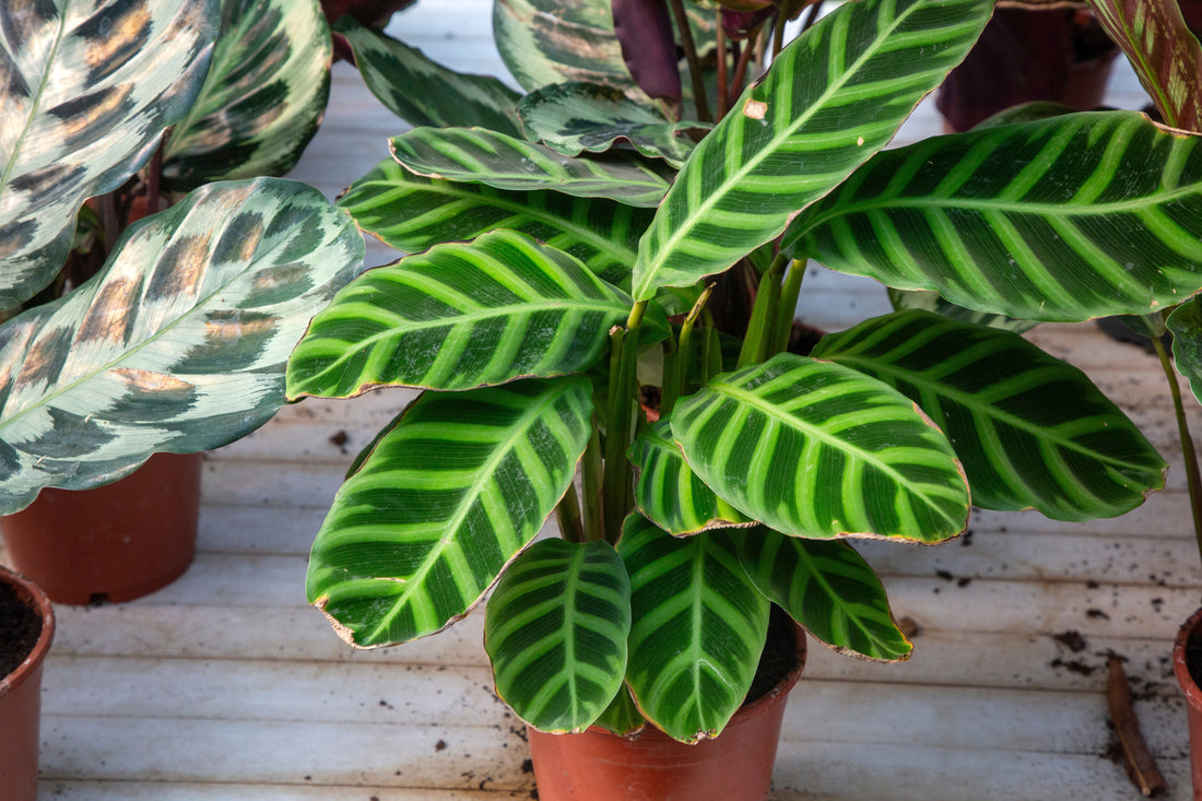 Calathea Zebrina