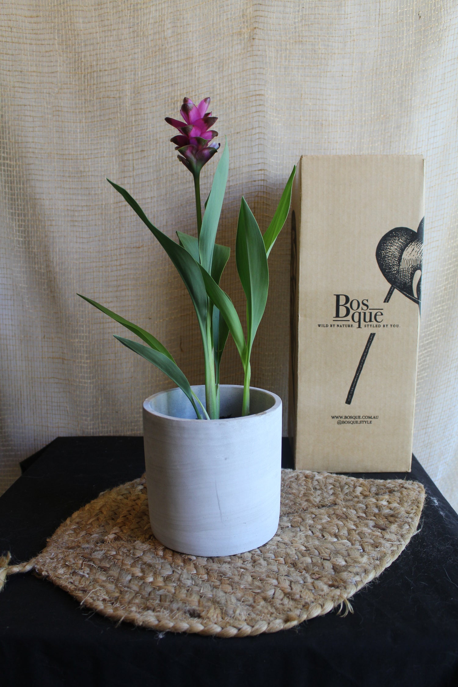 Curcuma Giant Ruby (Ornamental Ginger)