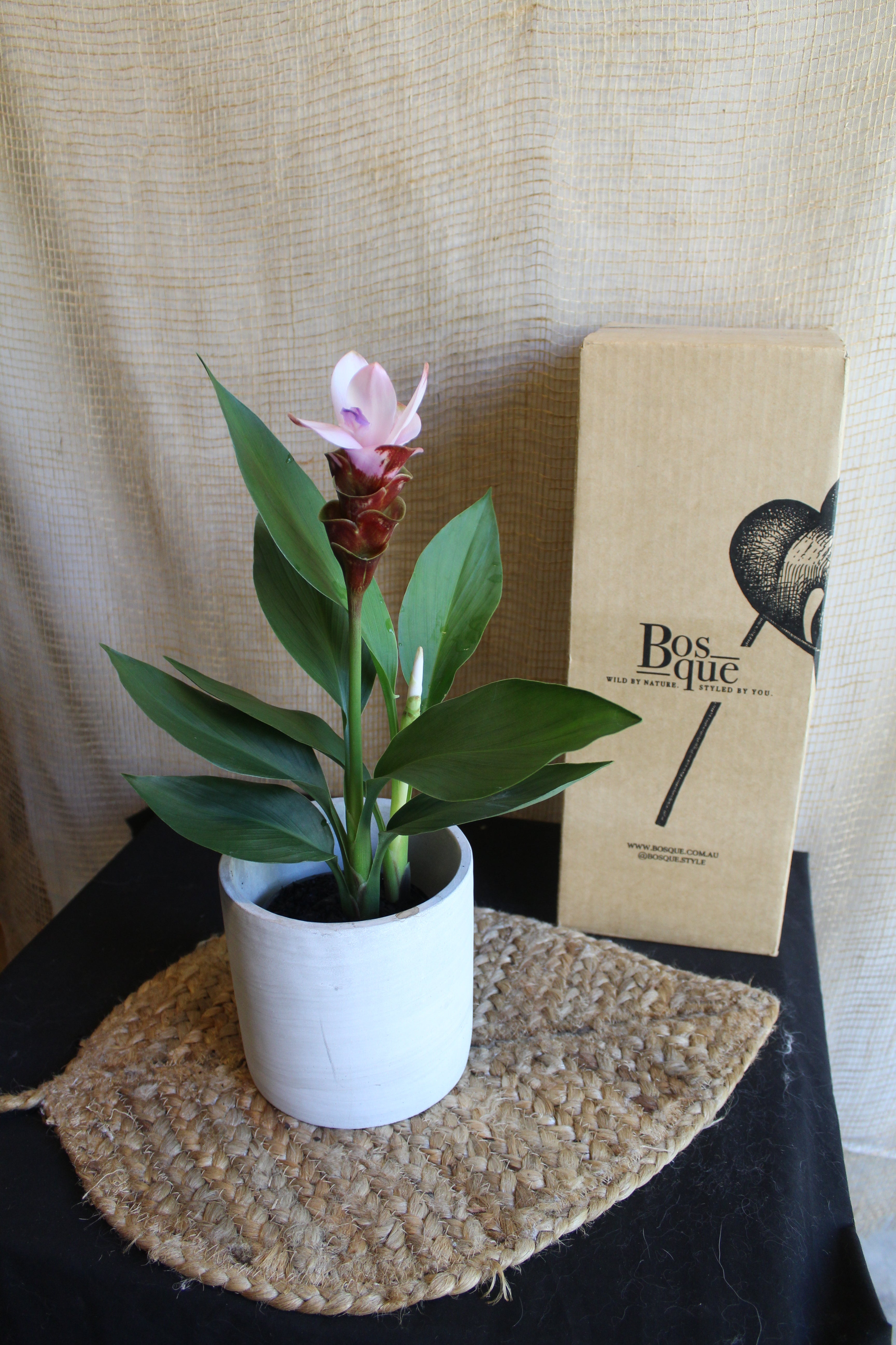 Curcuma Siam Sakura (Ornamental Ginger)