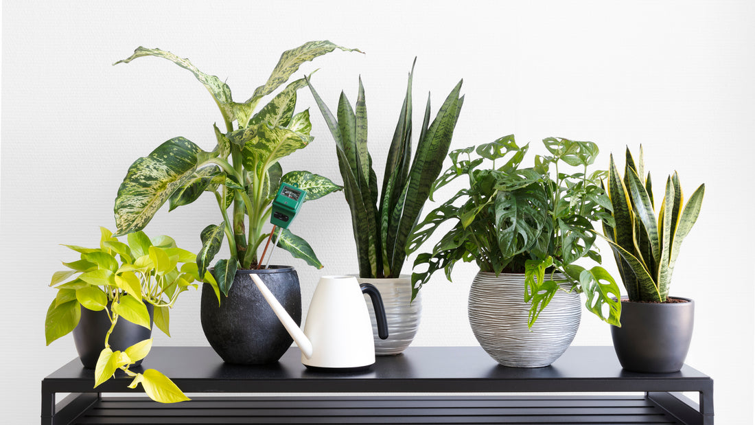 3 Month Plant &amp; Accessory Subscription
