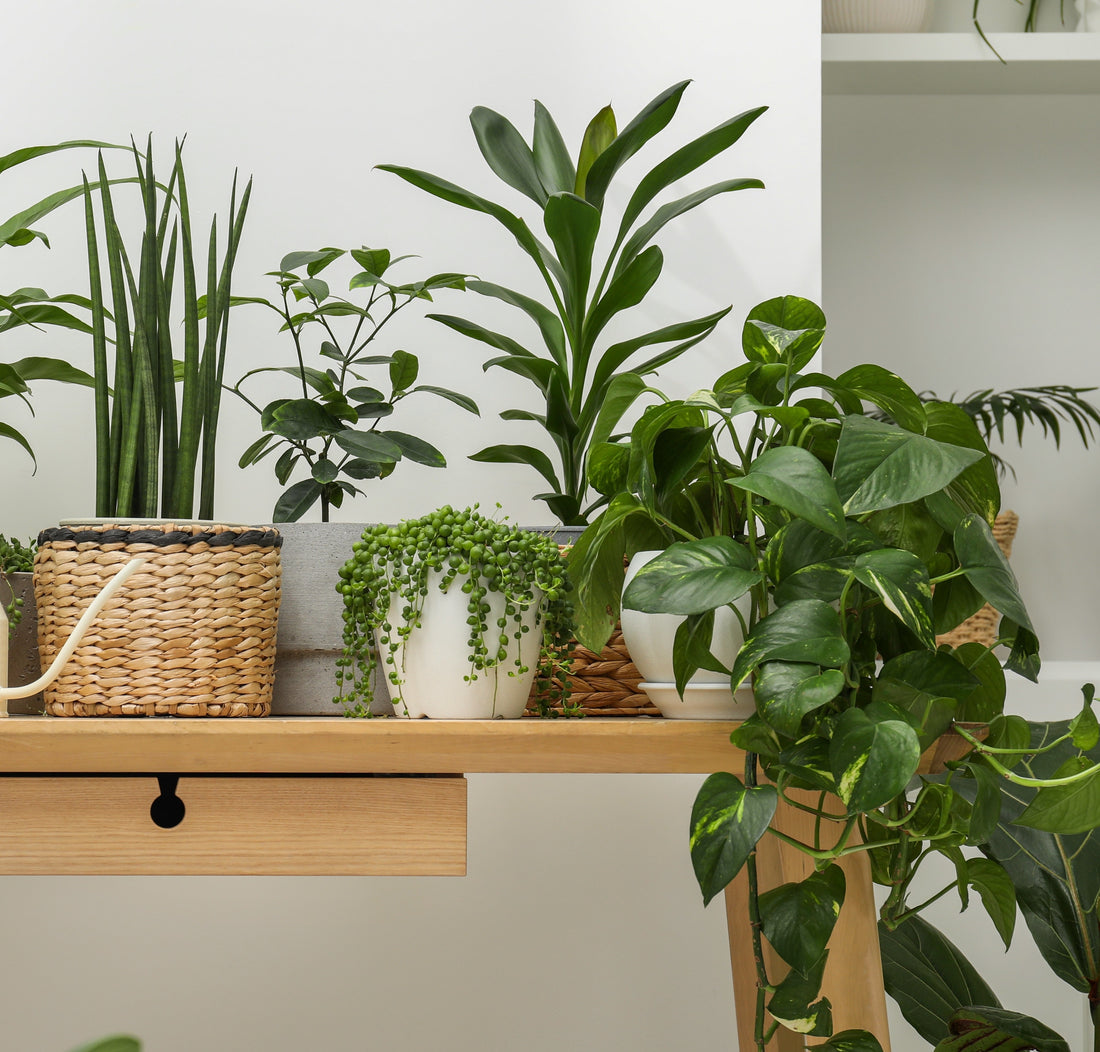 3 Month Plant Subscription