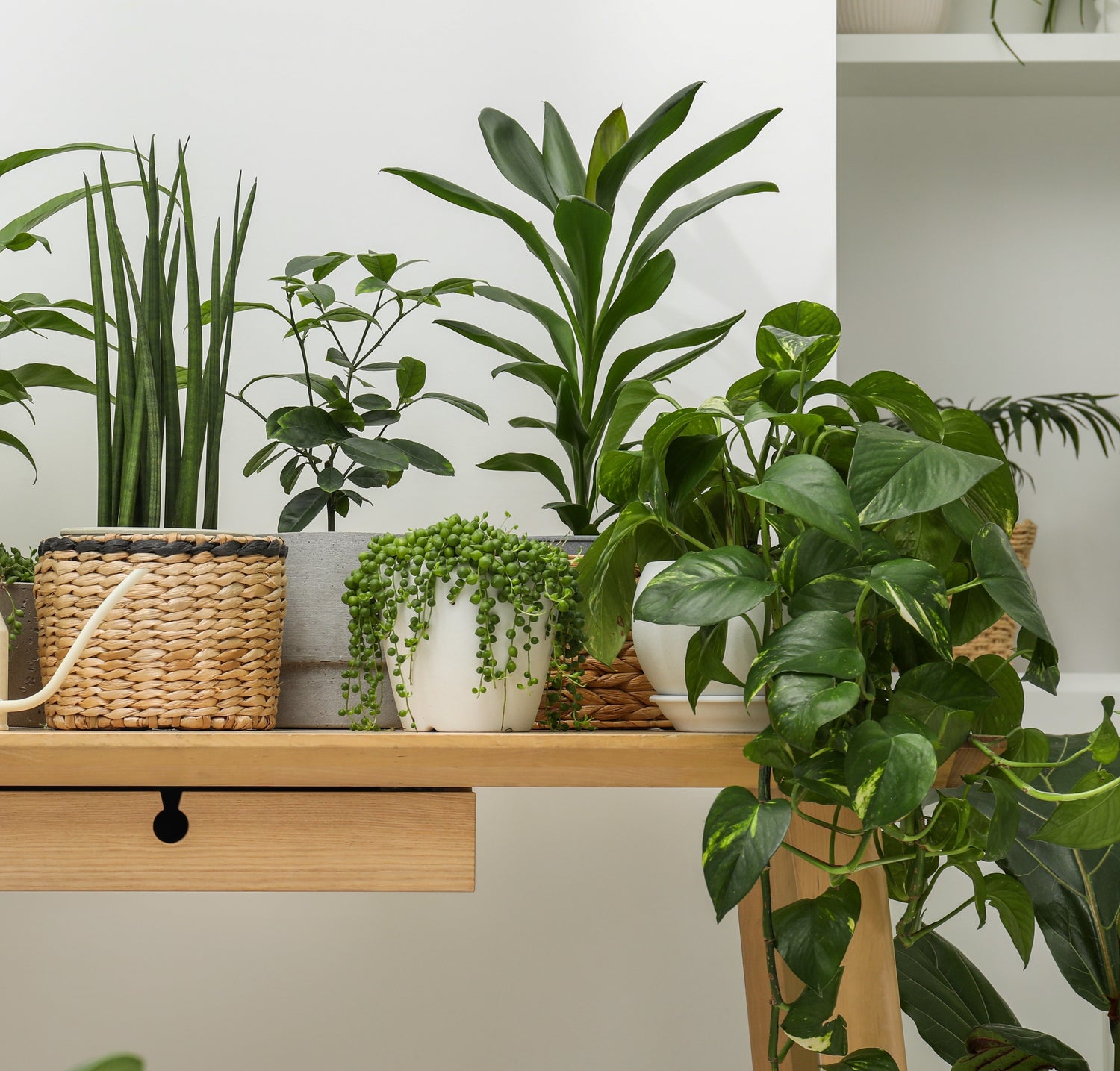 3 Month Plant Subscription