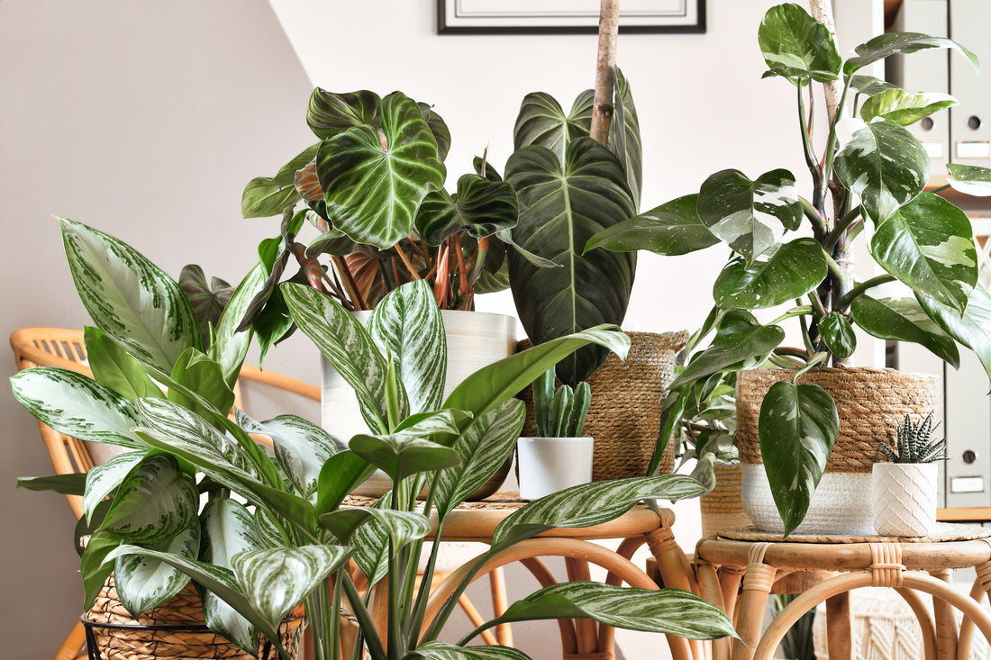 6 Month Plant Subscription