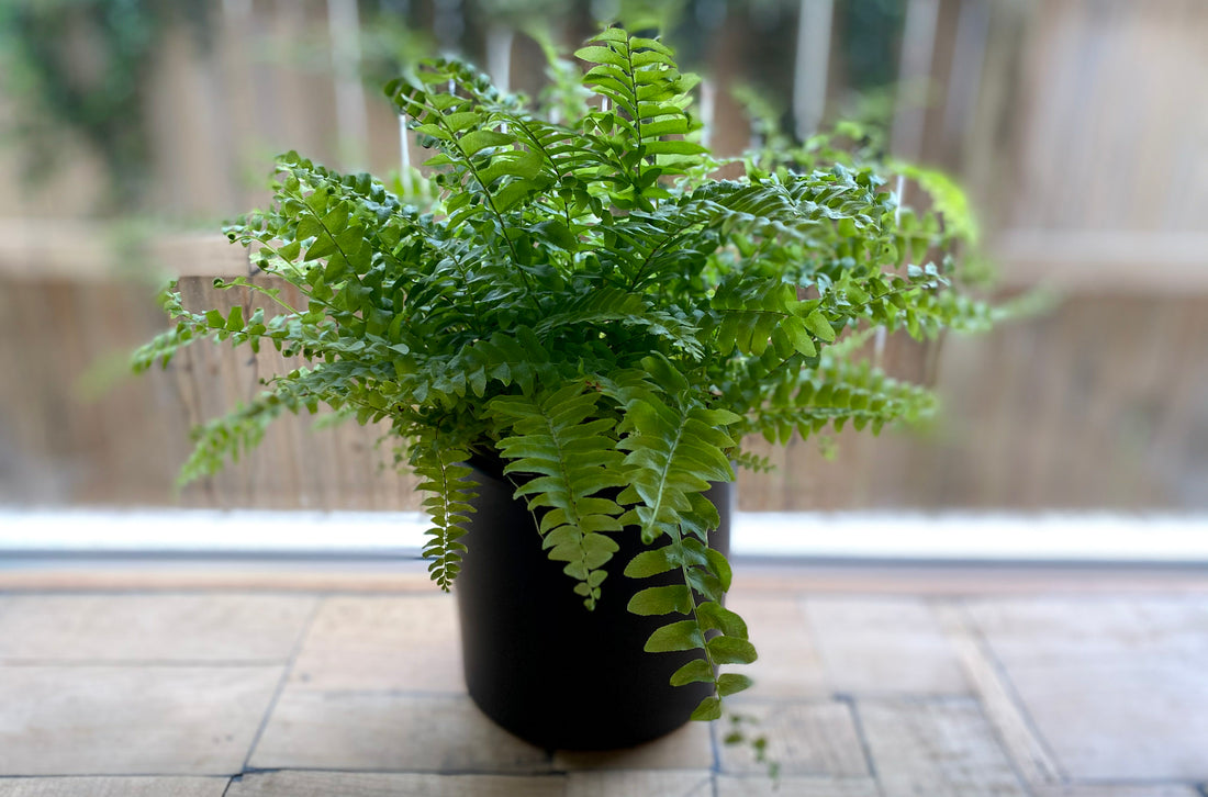 Boston Fern - Bosque
