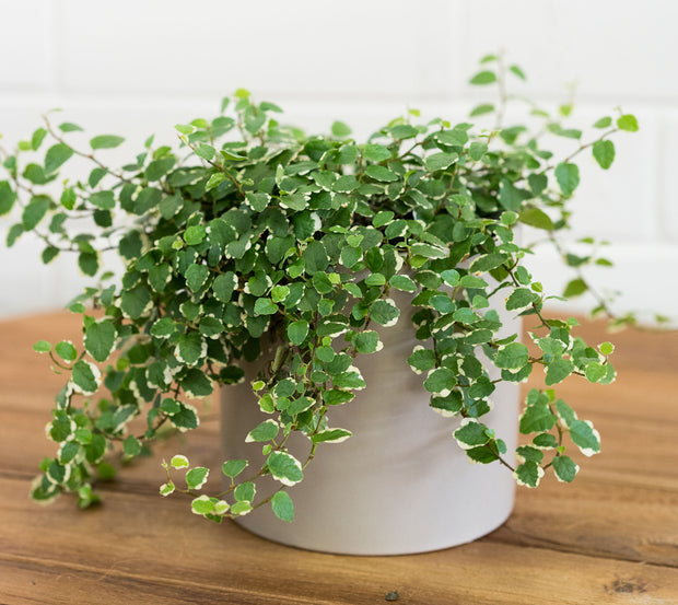 Variegated Climbing Fig | Bosque