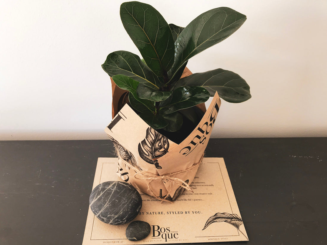 Bambino Fiddle Leaf Fig - Bosque