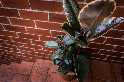 Large Rose Variegated Ficus - Bosque 