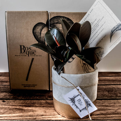 3 Month Plant Subscription - Bosque 