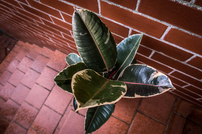 Large Rose Variegated Ficus - Bosque 