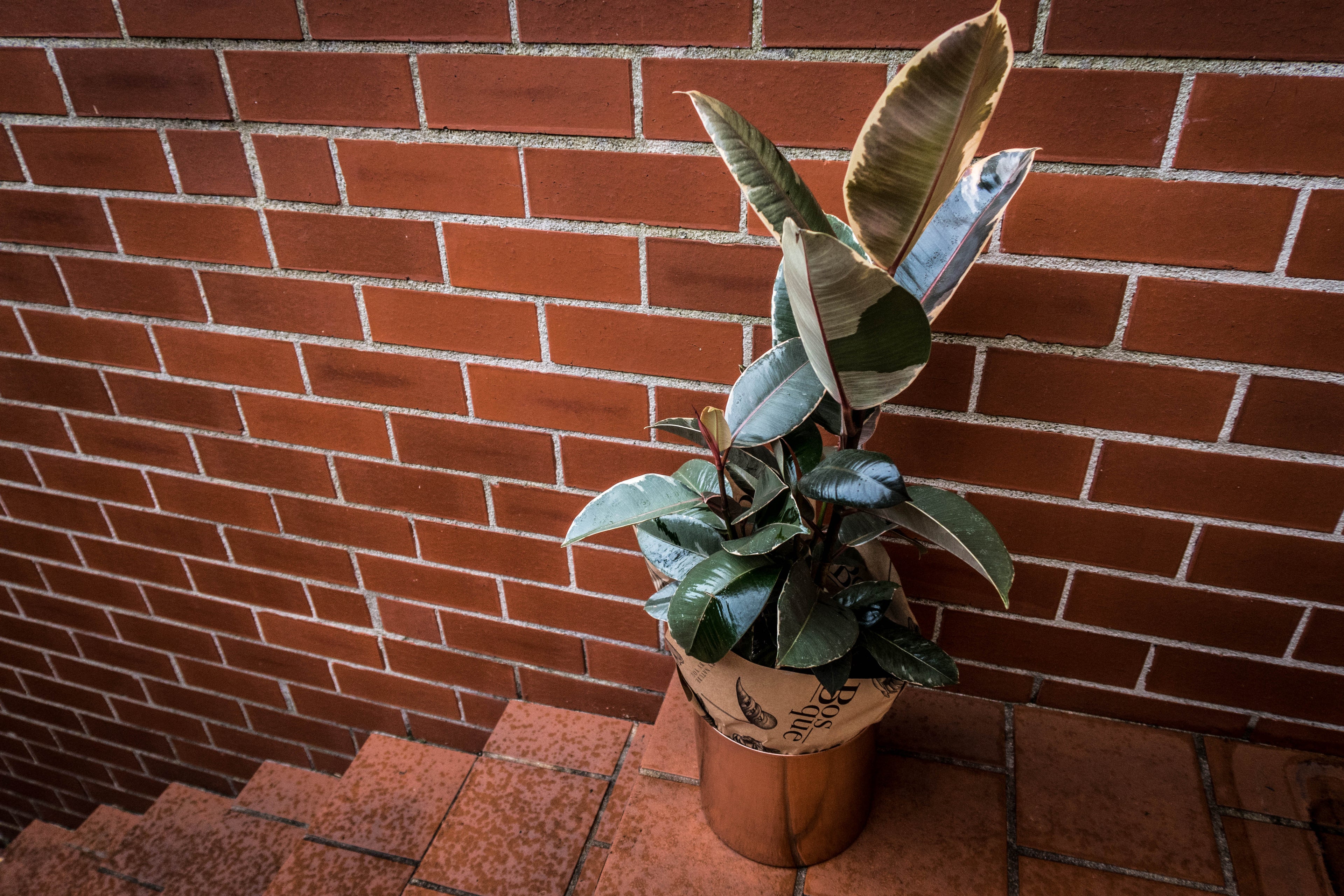 Large Rose Variegated Ficus - Bosque 