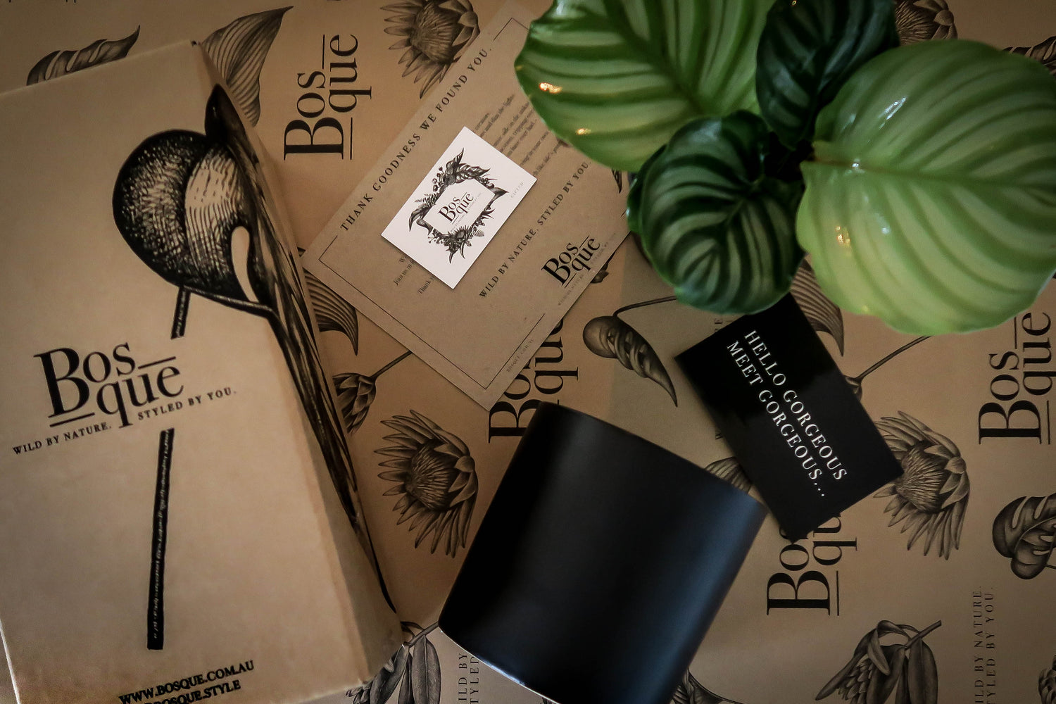 6 Month Plant Subscription - Bosque 