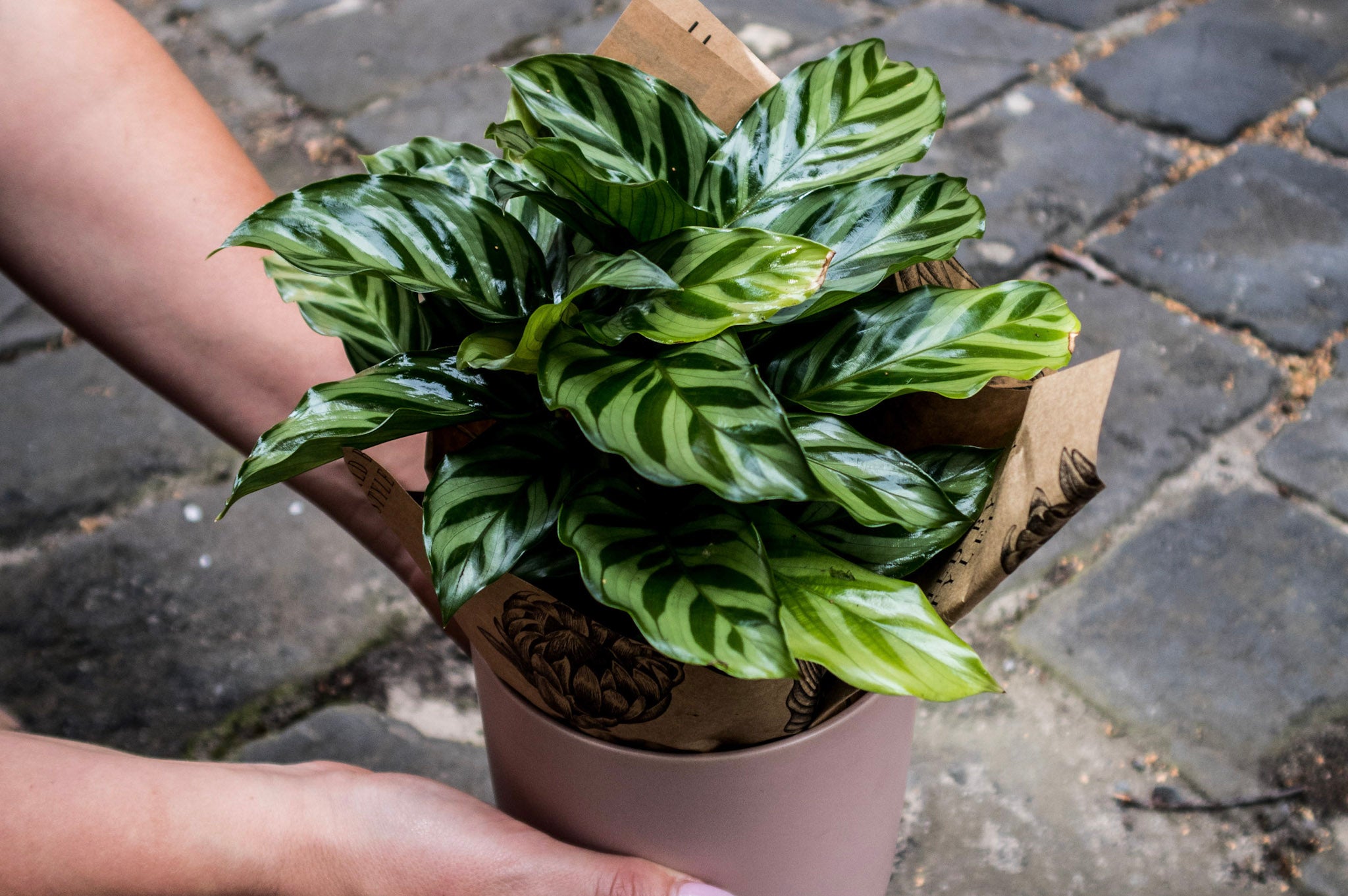 Calathea Freddie - Bosque 