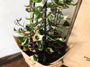 German Ivy -Delairea Odorata - Bosque 