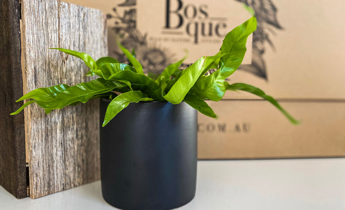 Hurricane Fern - Bosque